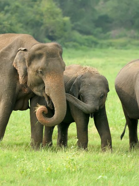 Elephants in National Park of Sri Lanka